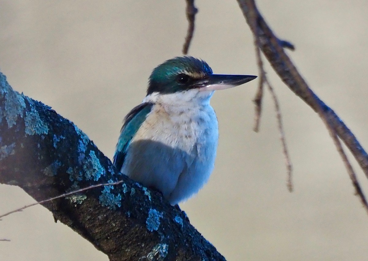 Sacred Kingfisher (Australasian) - ML350360461