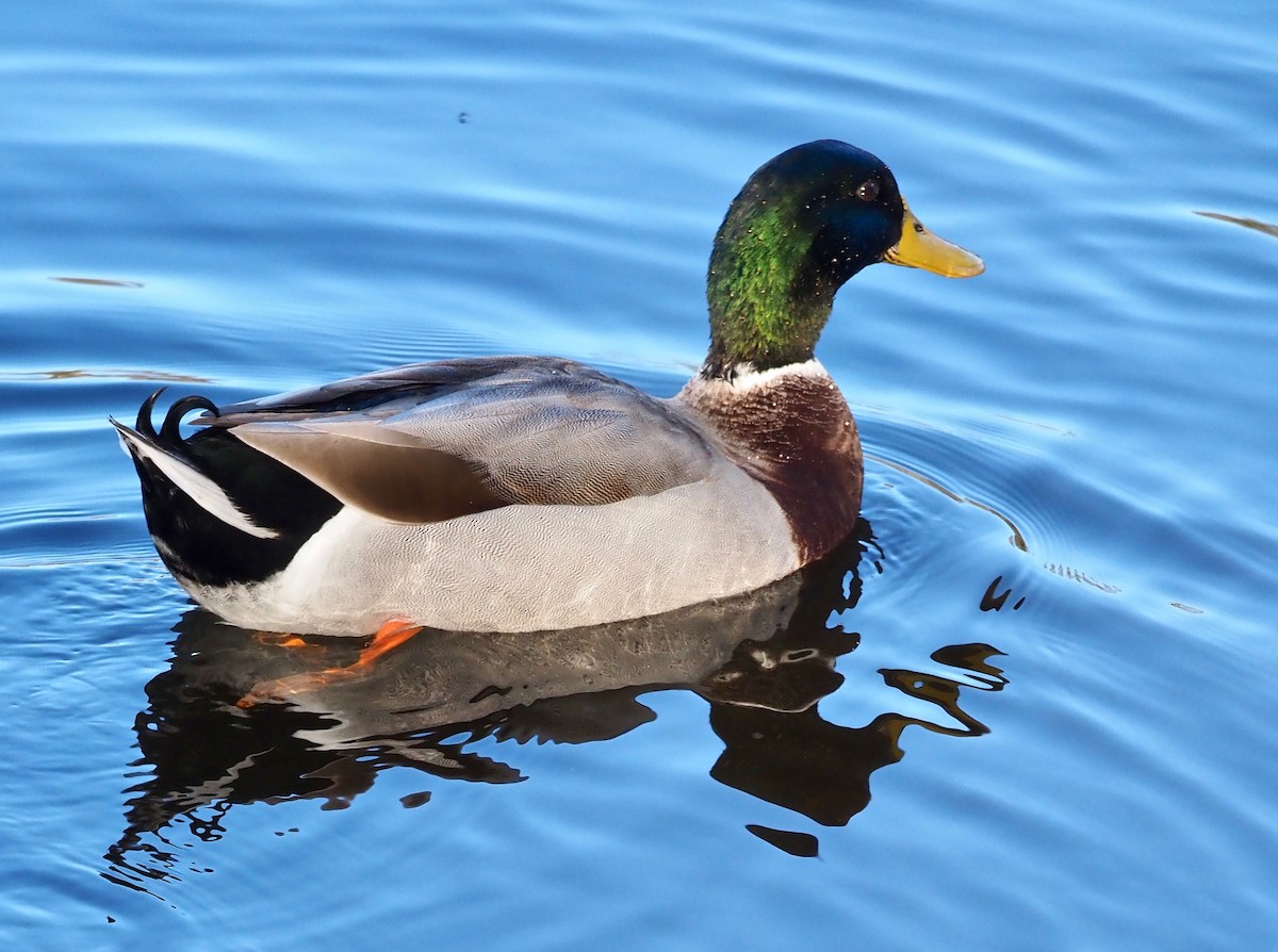 Mallard (Domestic type) - ML350360481