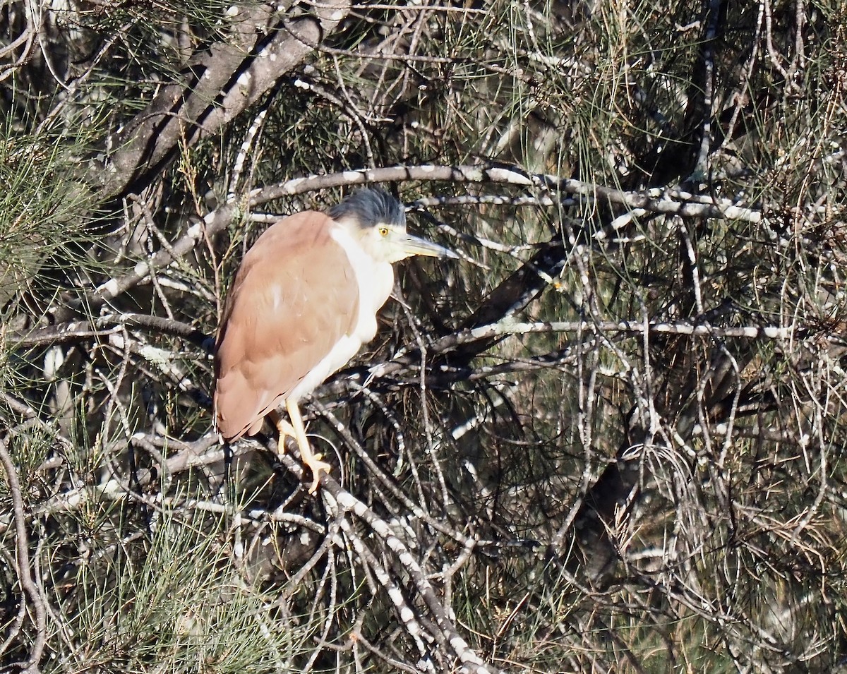 Nankeen Night Heron - ML350360551