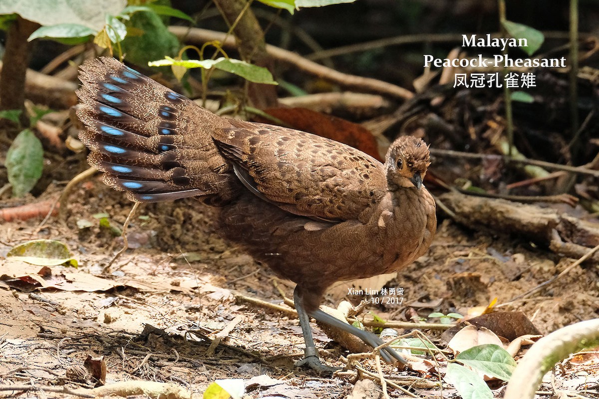 Malayan Peacock-Pheasant - Lim Ying Hien