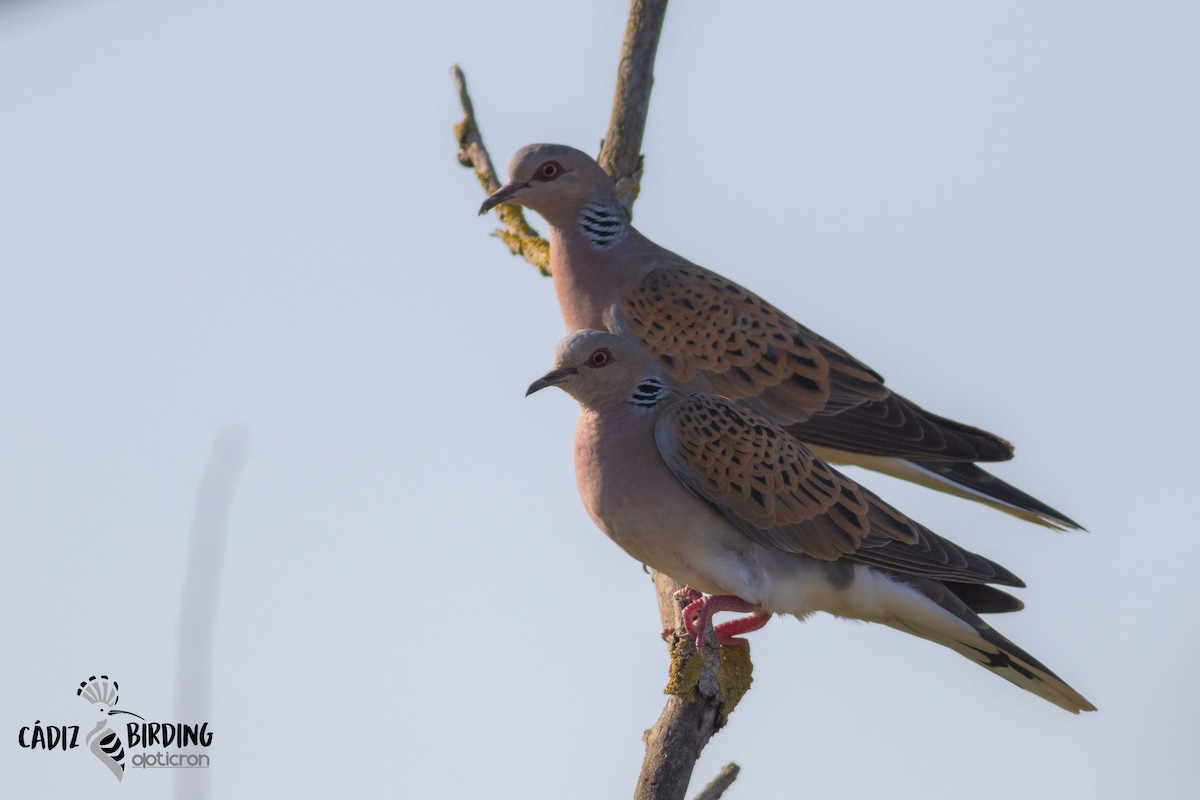 European Turtle-Dove - Andres de la Cruz Muñoz