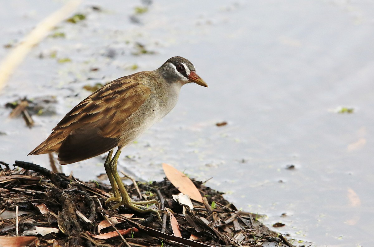 White-browed Crake - ML35036301