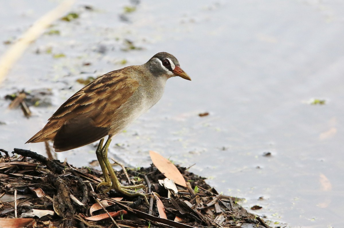 White-browed Crake - Tony Ashton