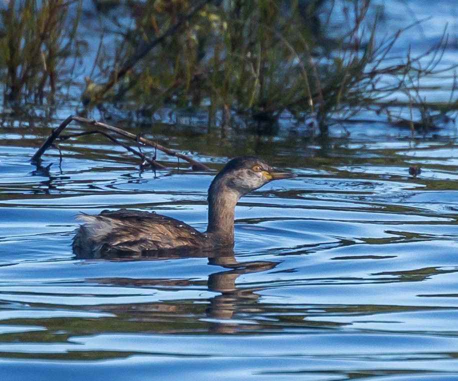 Australasian Grebe - ML350366781