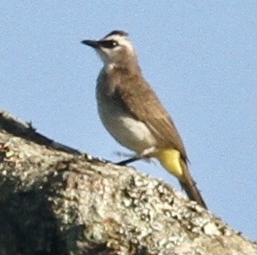 Yellow-vented Bulbul - ML350367481