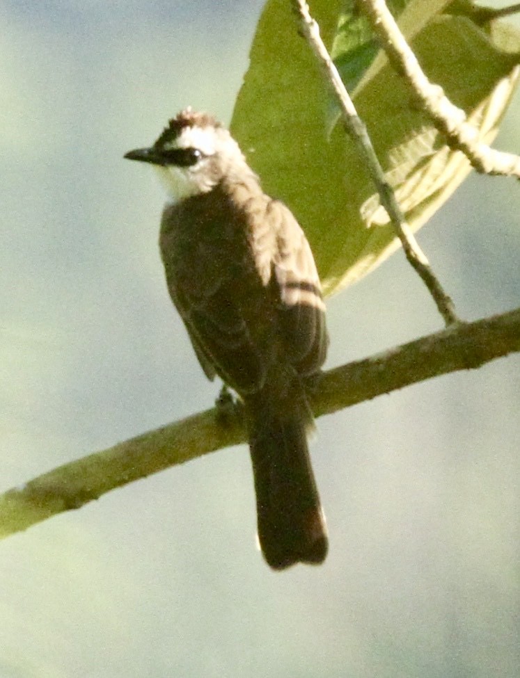 Yellow-vented Bulbul - ML350367501
