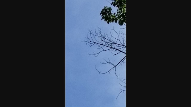 Mississippi Kite - ML350367521