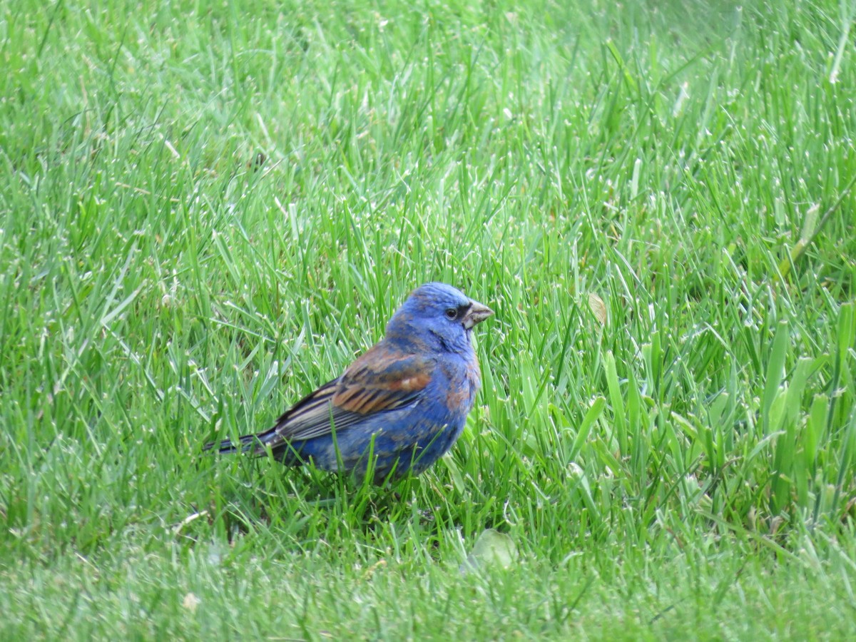 Blue Grosbeak - Craig Tumer