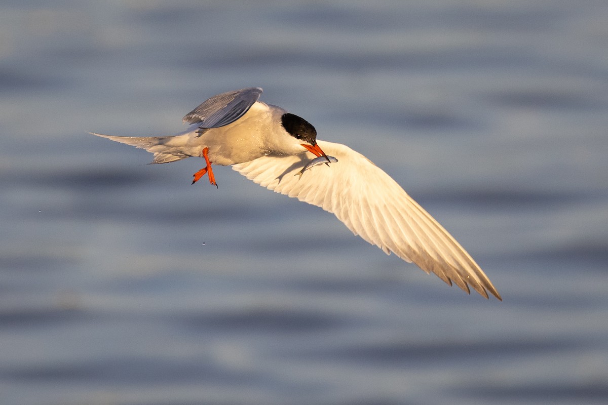 Common Tern - ML350369061