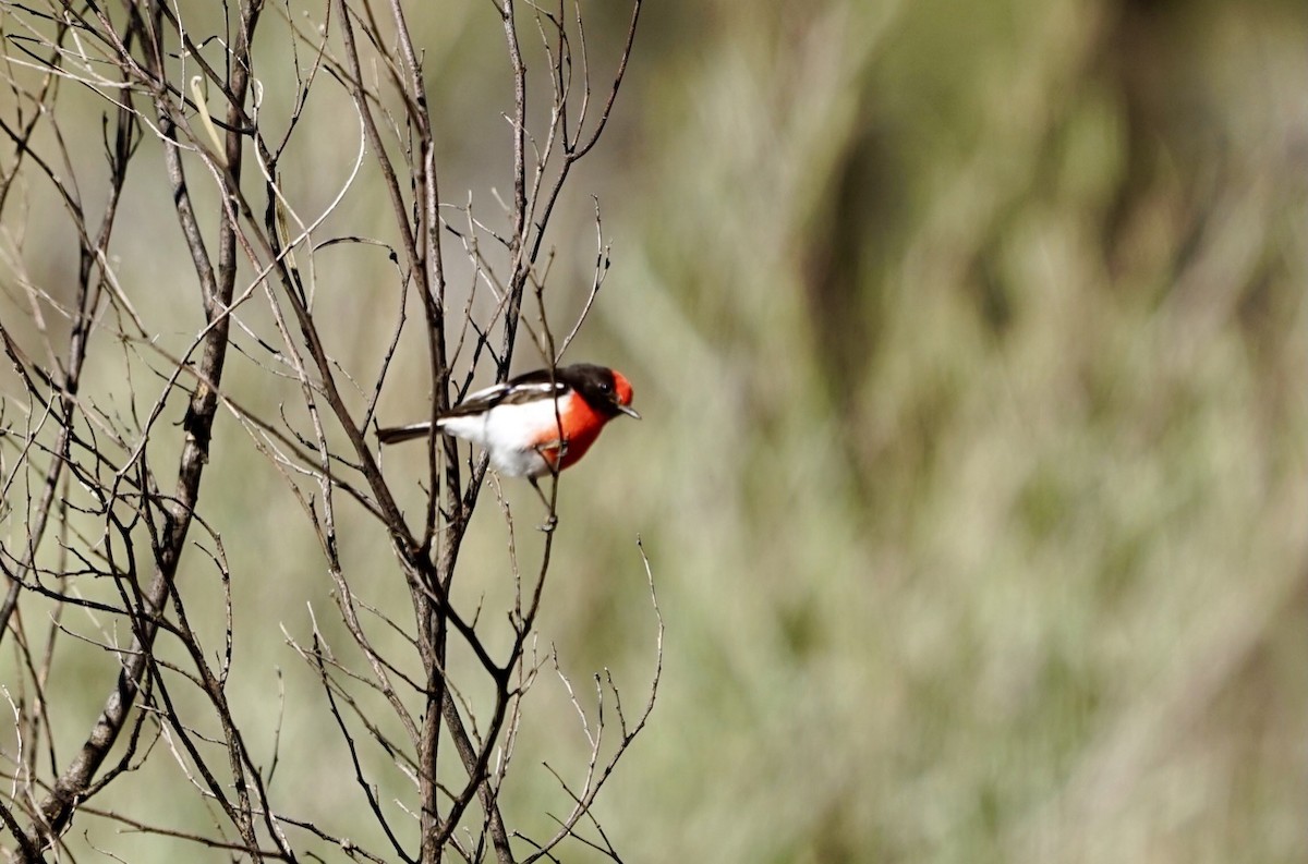 Red-capped Robin - ML350369281
