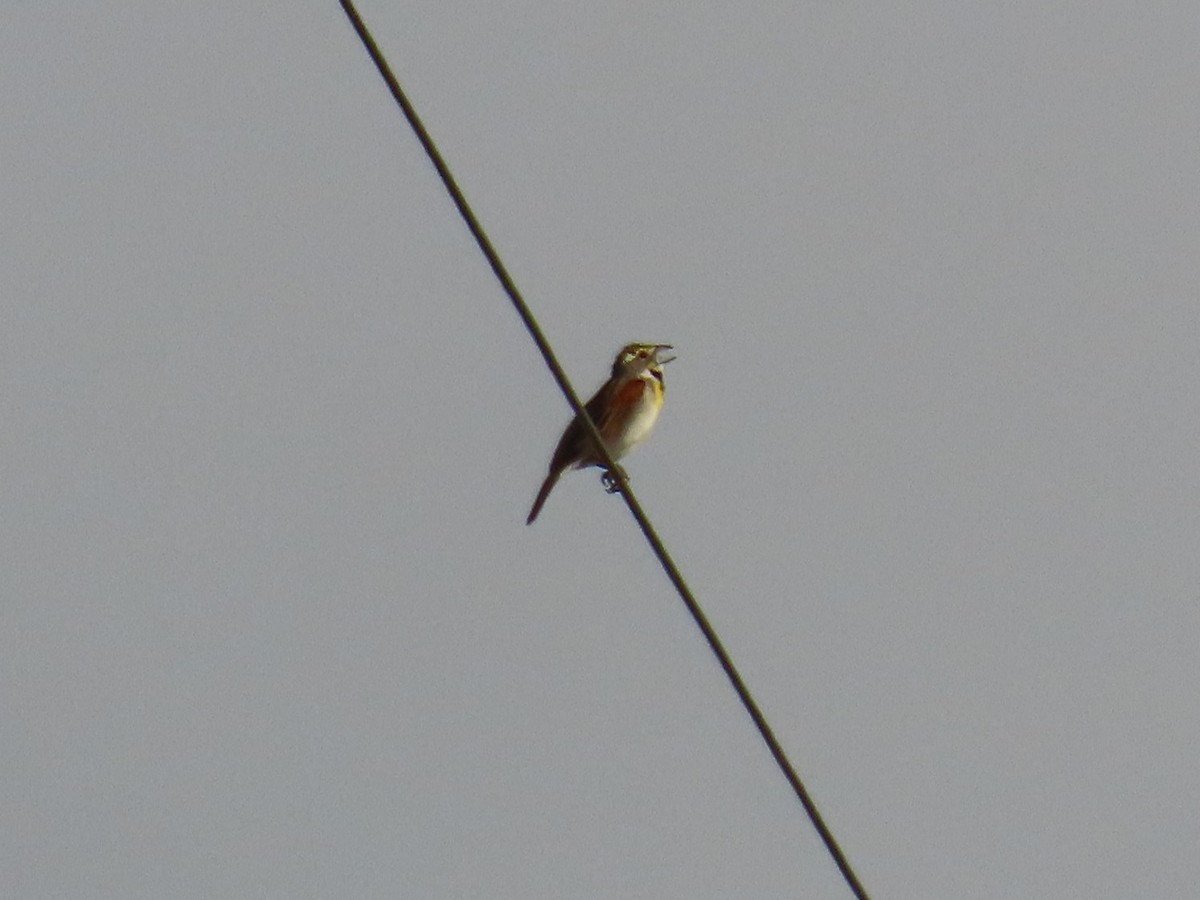 Dickcissel - ML350372051