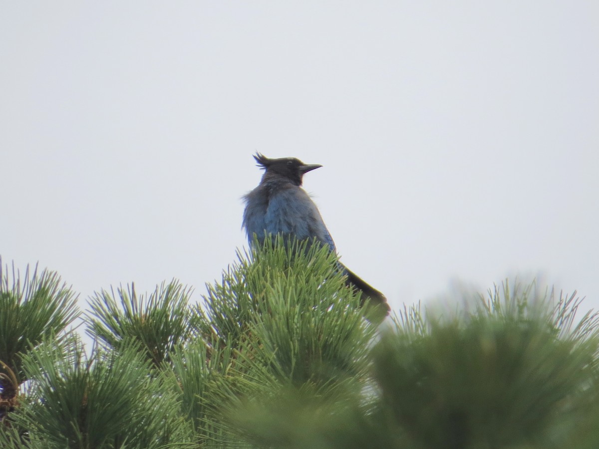 Steller's Jay - Bill Rowe