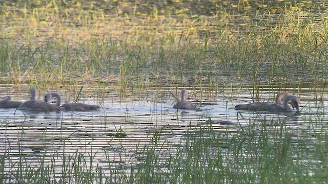 Cygne trompette - ML350373011