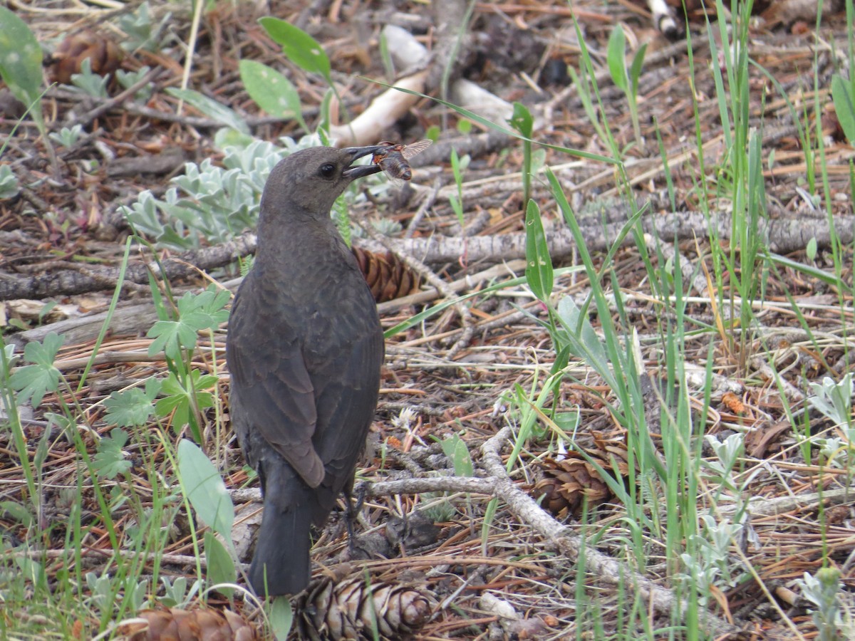 Brewer's Blackbird - ML350373111