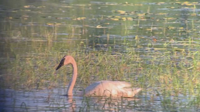 Cygne trompette - ML350373141