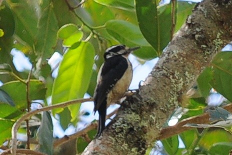 Hairy Woodpecker - ML35037371