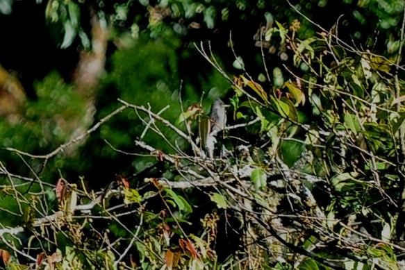 Dark Pewee - ML35037401