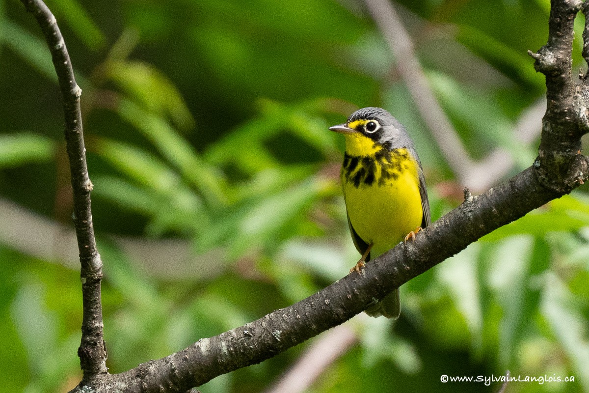 Canada Warbler - Sylvain Langlois