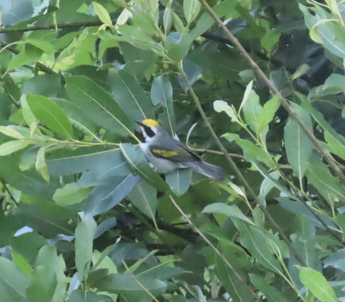 Golden-winged Warbler - Joshua Berman