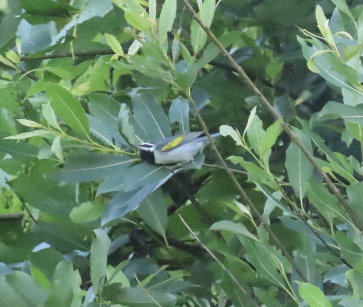 Golden-winged Warbler - Joshua Berman