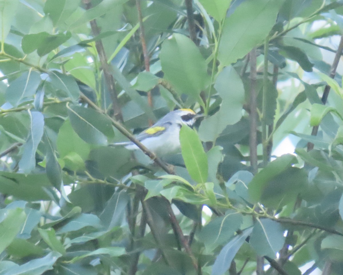 Golden-winged Warbler - ML350375111