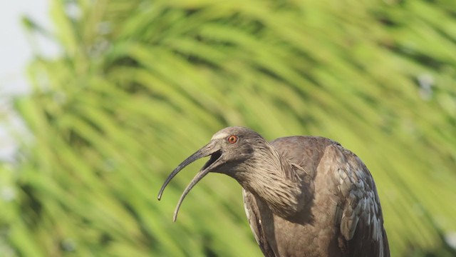 Plumbeous Ibis - ML350377321