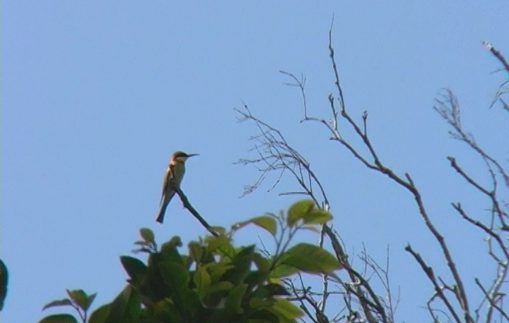 Chestnut-headed Bee-eater - ML350377451