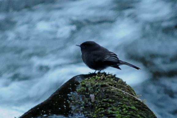 Black Phoebe - ML35037811