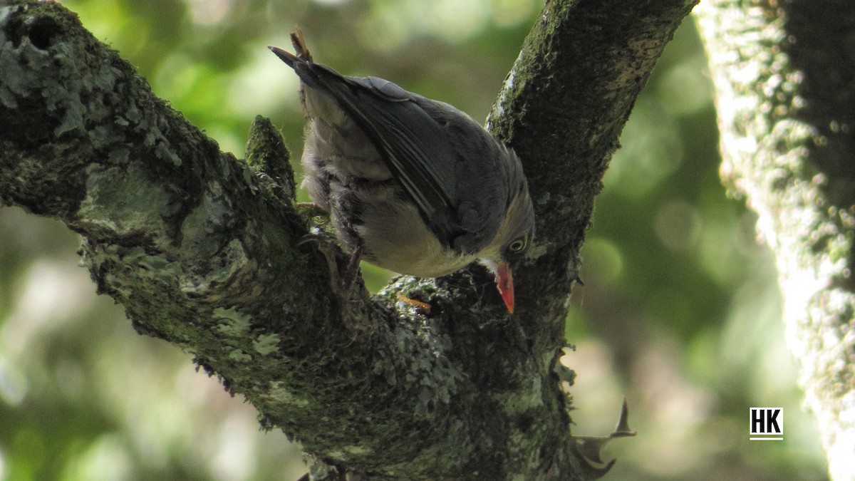 Velvet-fronted Nuthatch - ML350378571