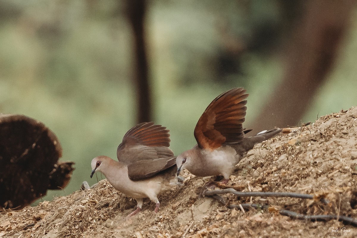 White-tipped Dove - ML350379781