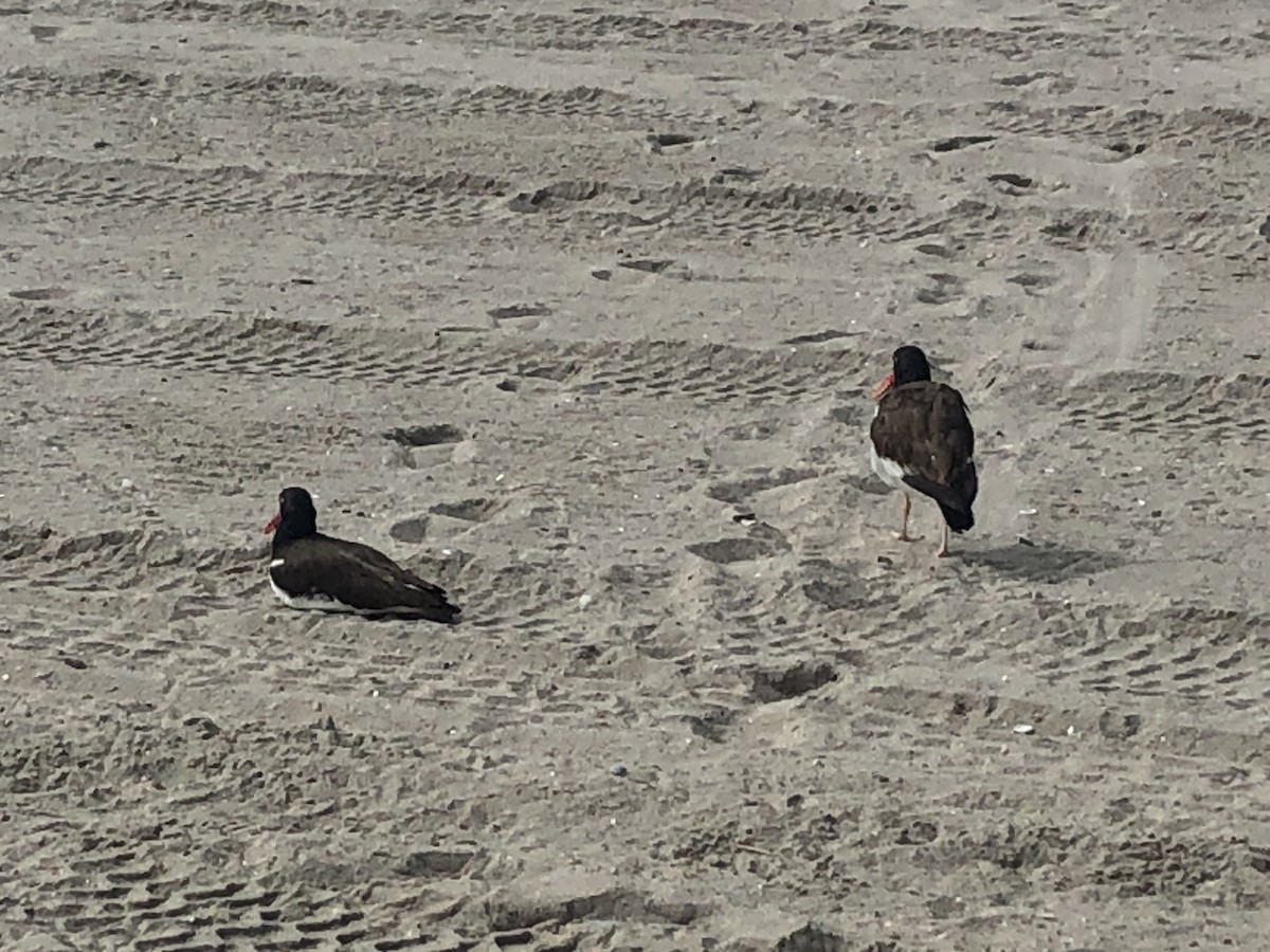 American Oystercatcher - ML350380361