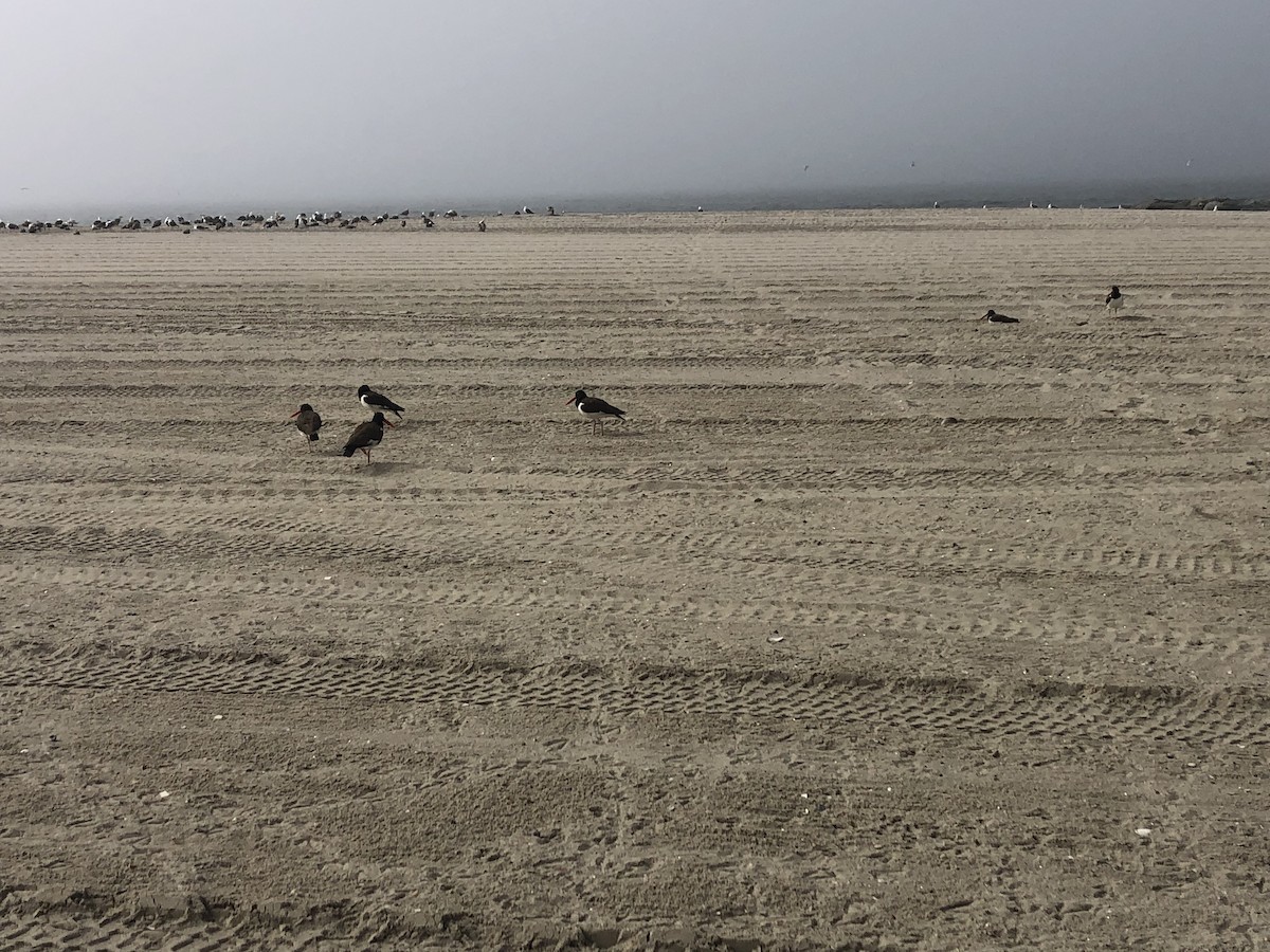 American Oystercatcher - ML350380381