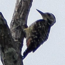 Freckle-breasted Woodpecker - ML350380761