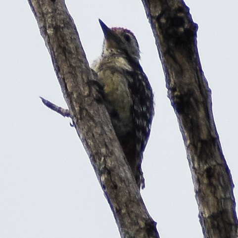 Freckle-breasted Woodpecker - ML350380781