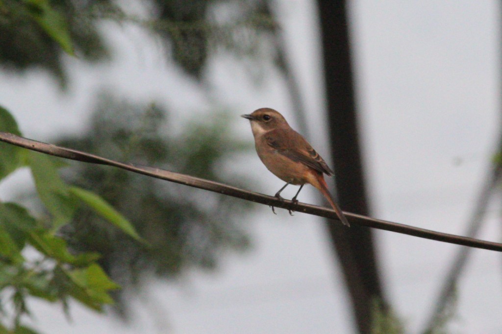 Gray Bushchat - ML35038131