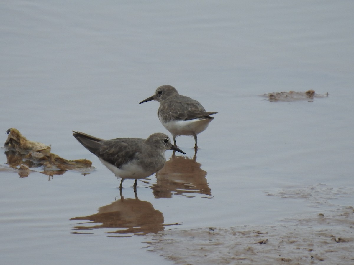 Temminck's Stint - ML350384501