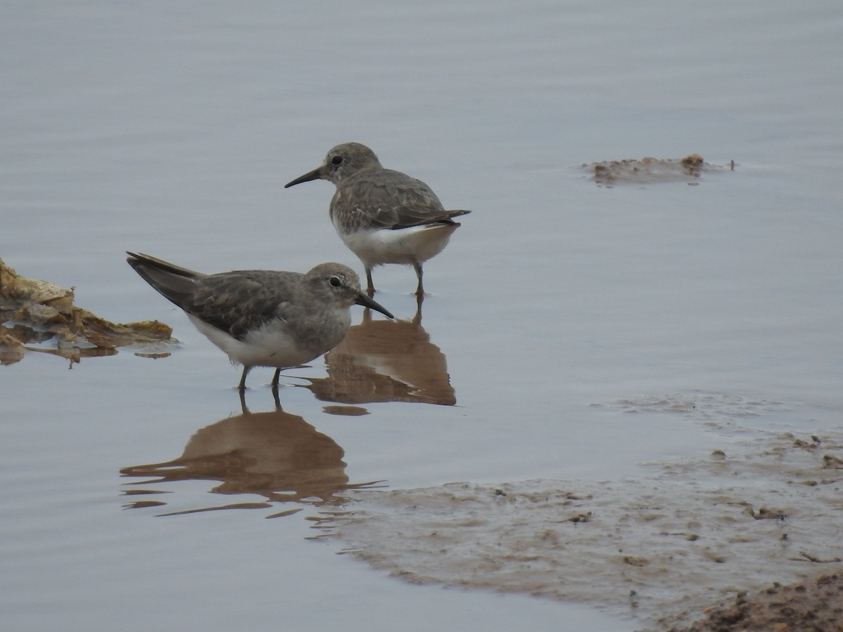 Temminck's Stint - ML350384751