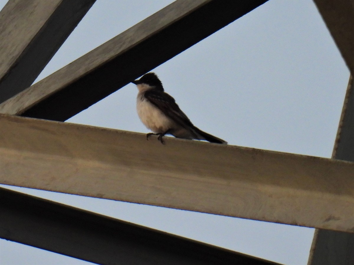 Eastern Kingbird - ML350384761