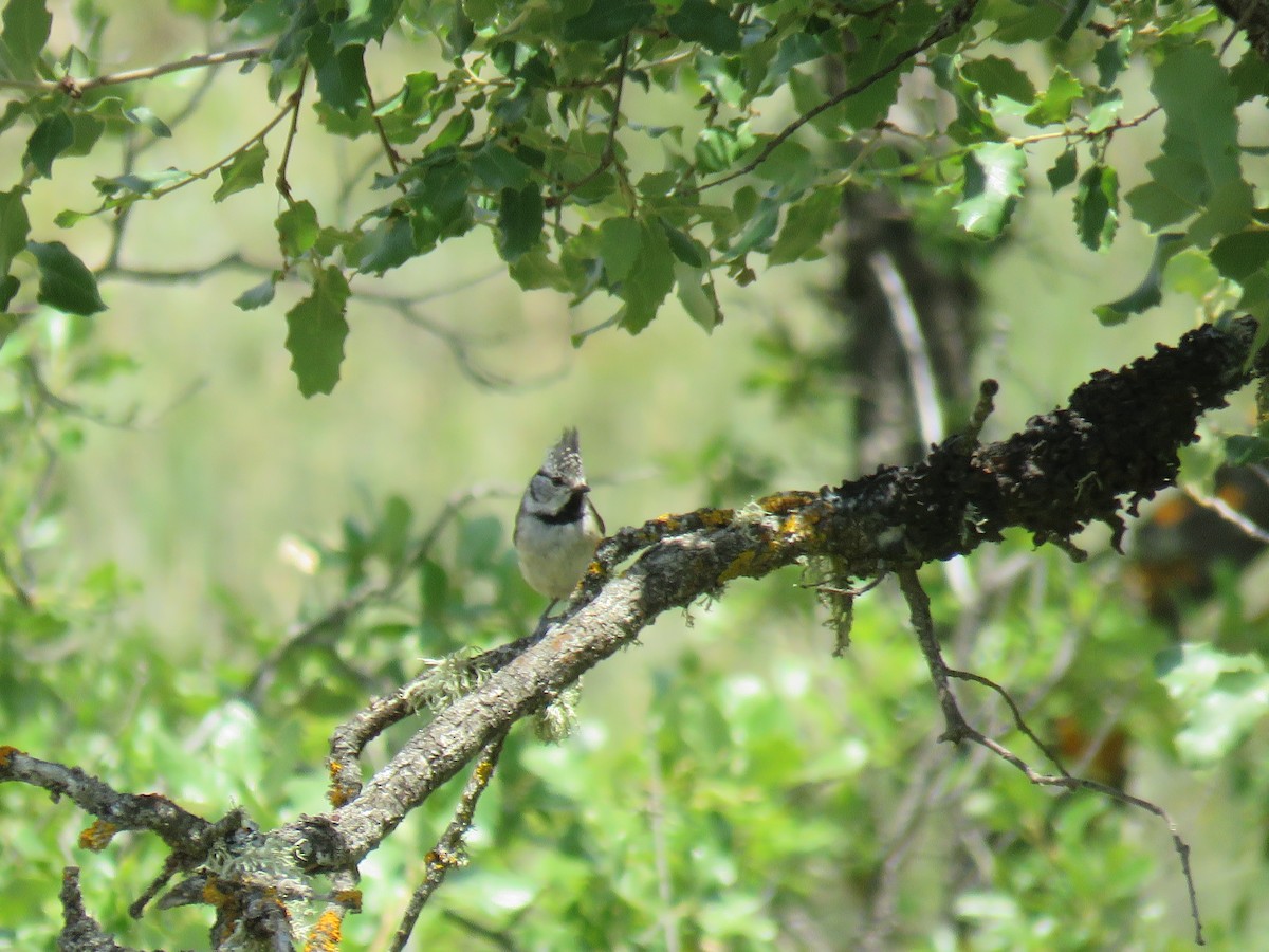 Crested Tit - ML350385581