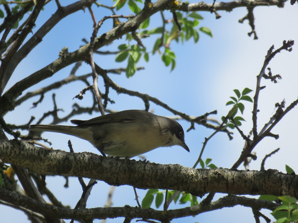 Western Orphean Warbler - ML350385601