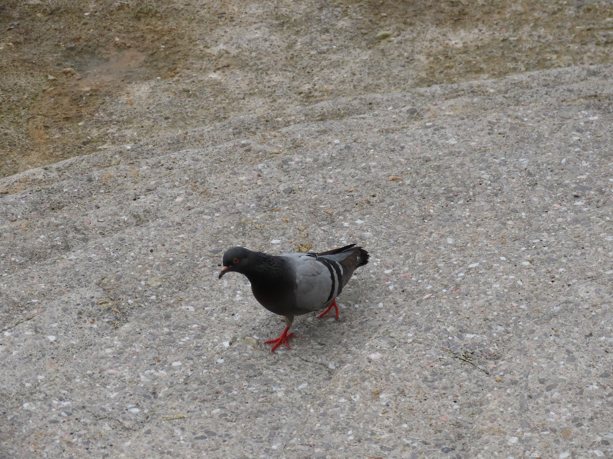 Rock Pigeon - Daniela Secas