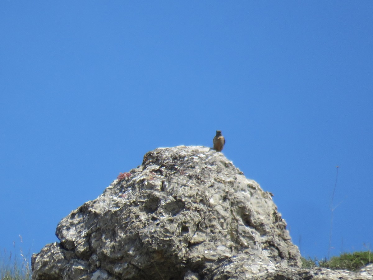 Rufous-tailed Rock-Thrush - ML350385631