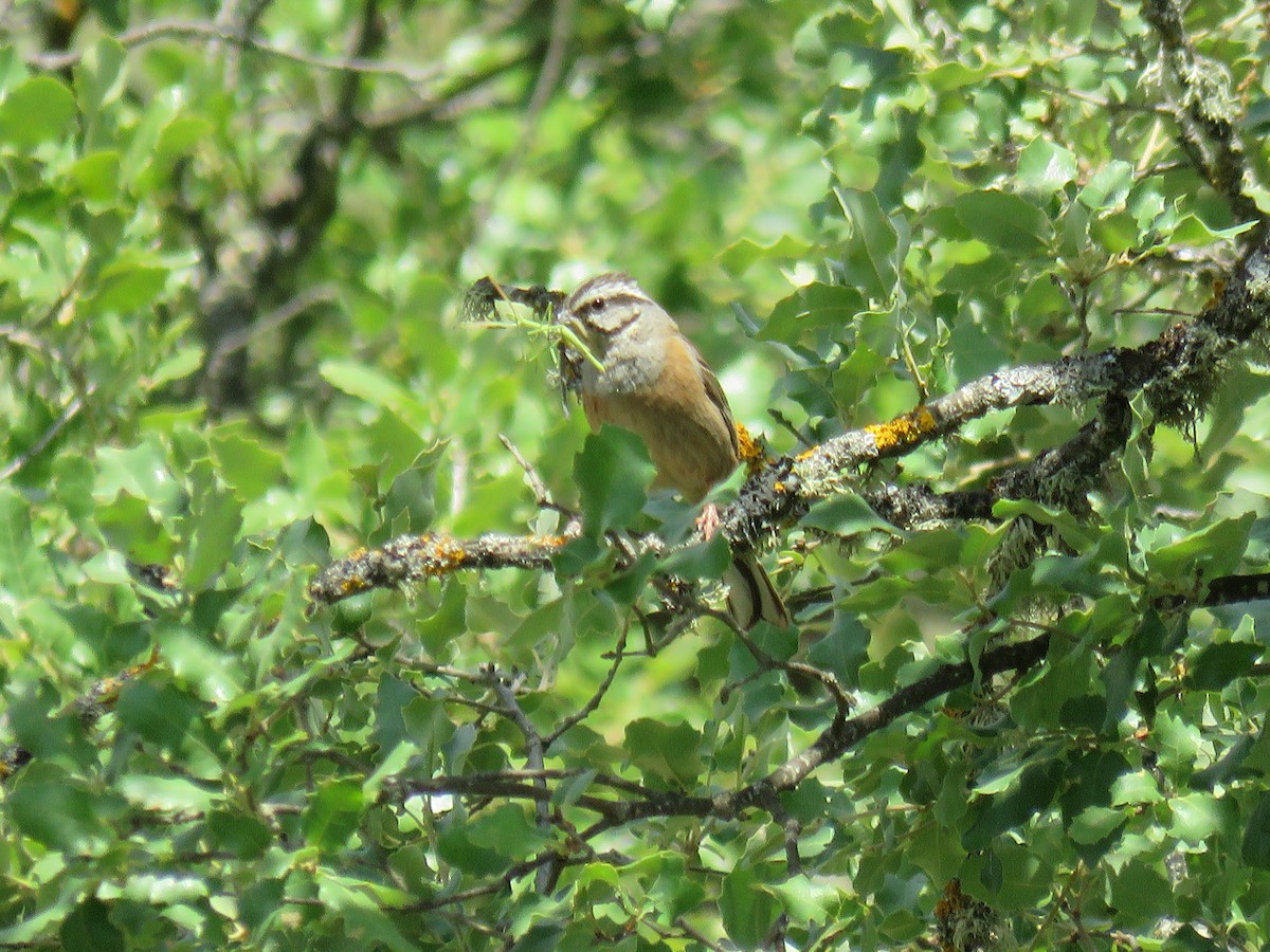 Rock Bunting - ML350385641