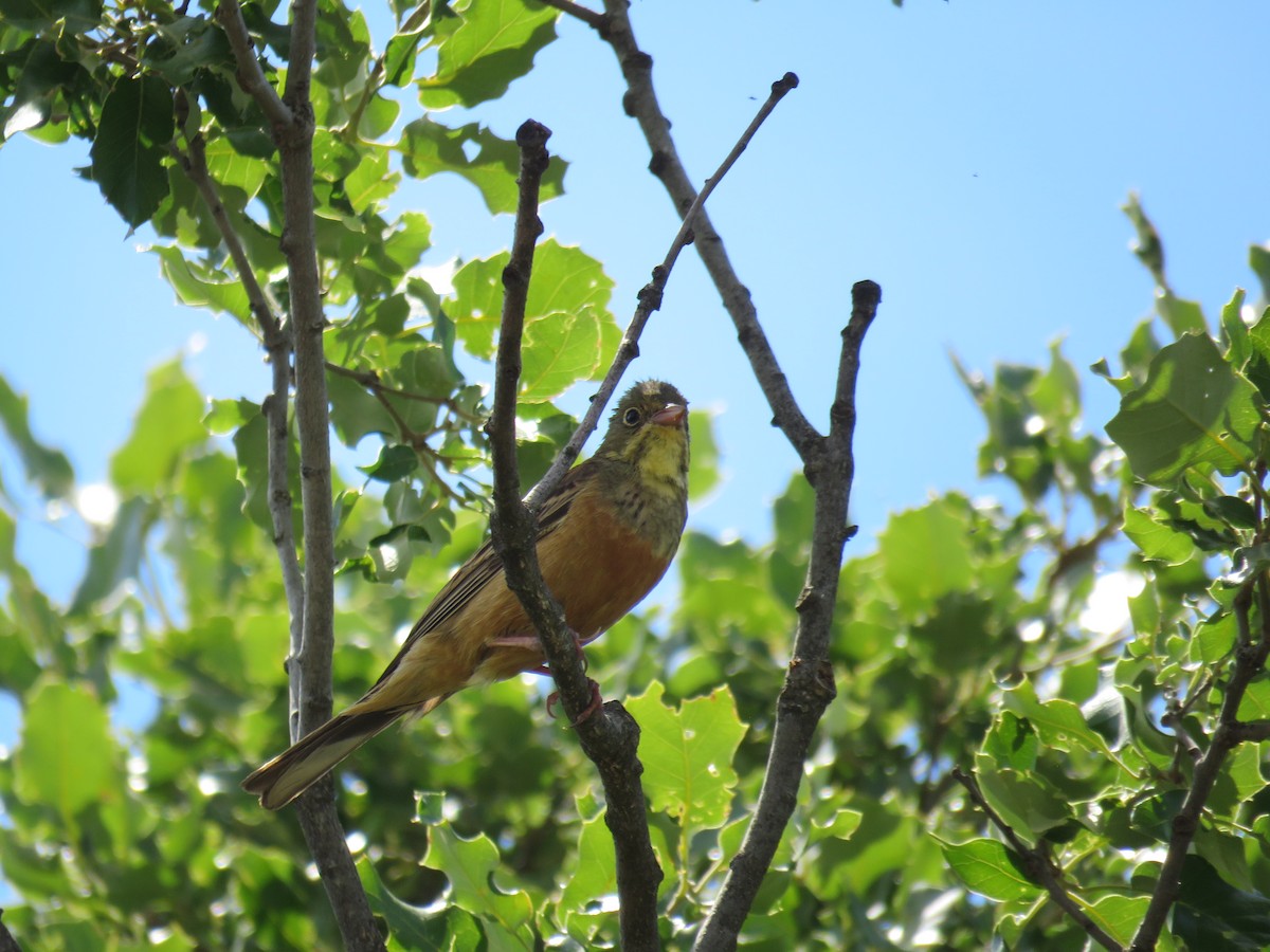 Ortolan Bunting - Ricardo Rodríguez Llamazares