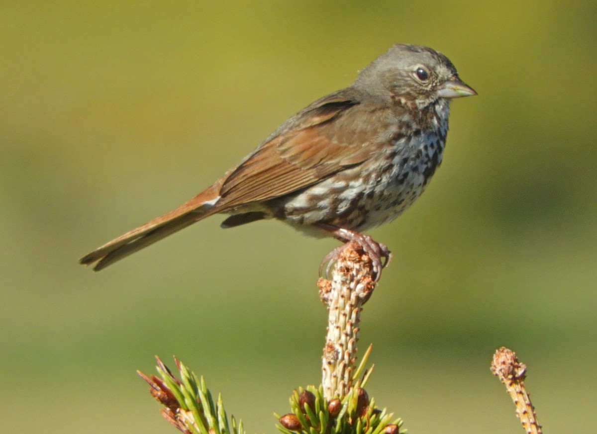 Fox Sparrow (Slate-colored) - ML350386481