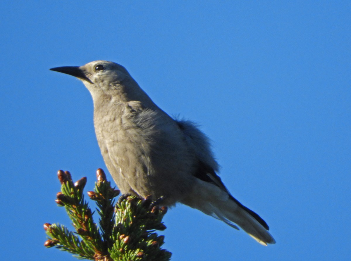 Clark's Nutcracker - ML350386501