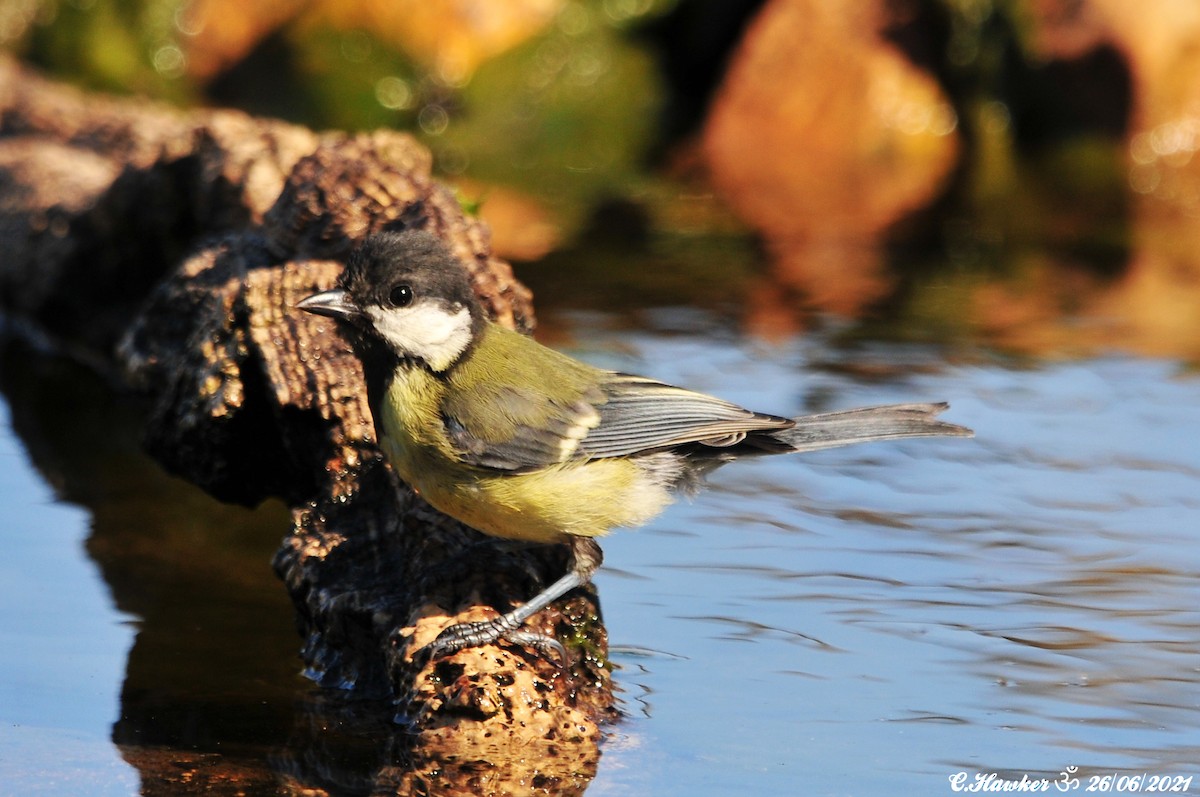 Great Tit - ML350389481