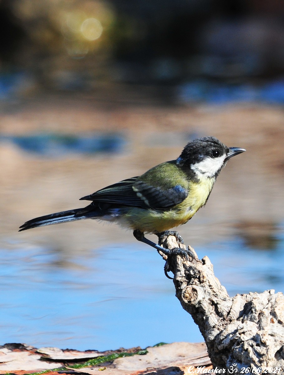 Great Tit - ML350389521