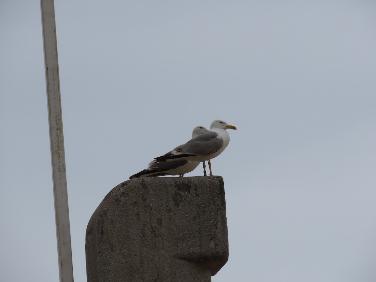 Yellow-legged Gull - ML350390481