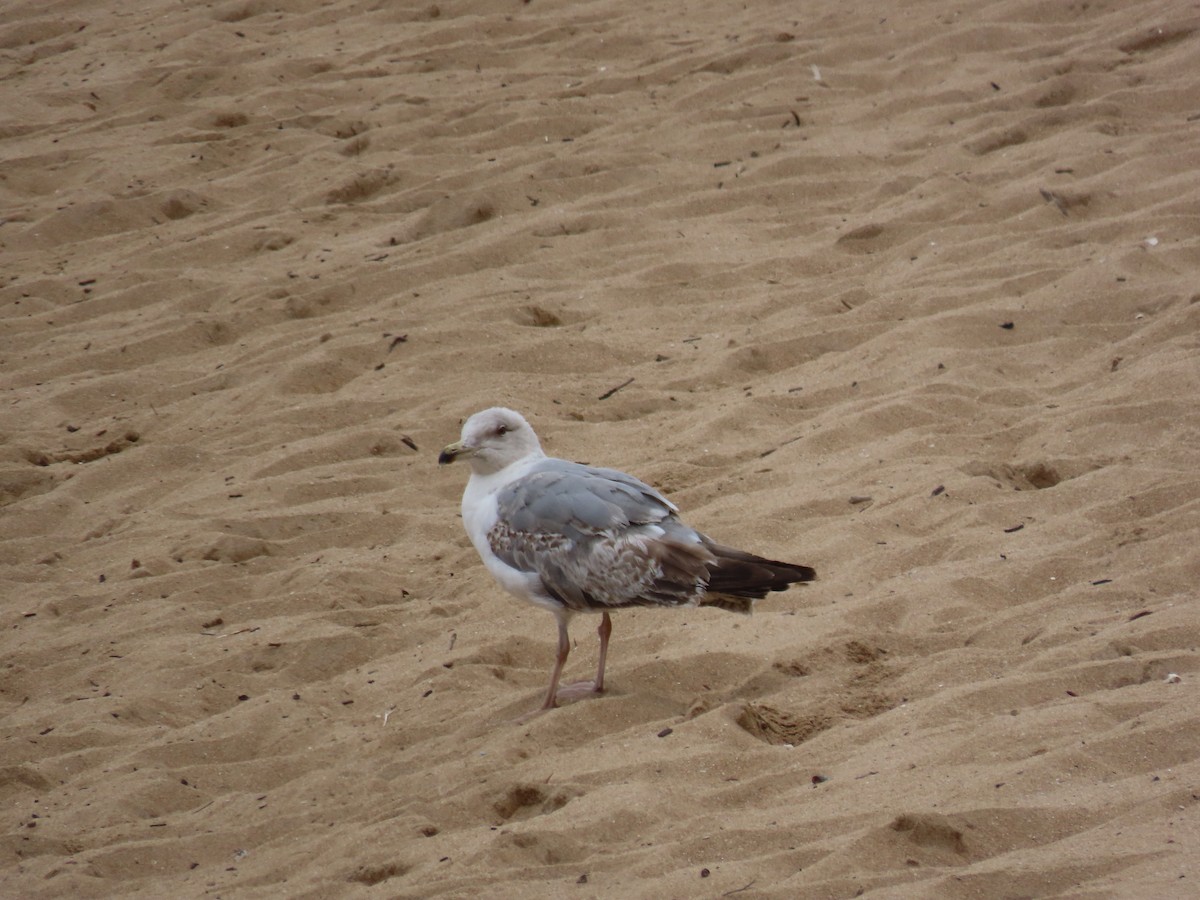 Yellow-legged Gull - Daniela Secas